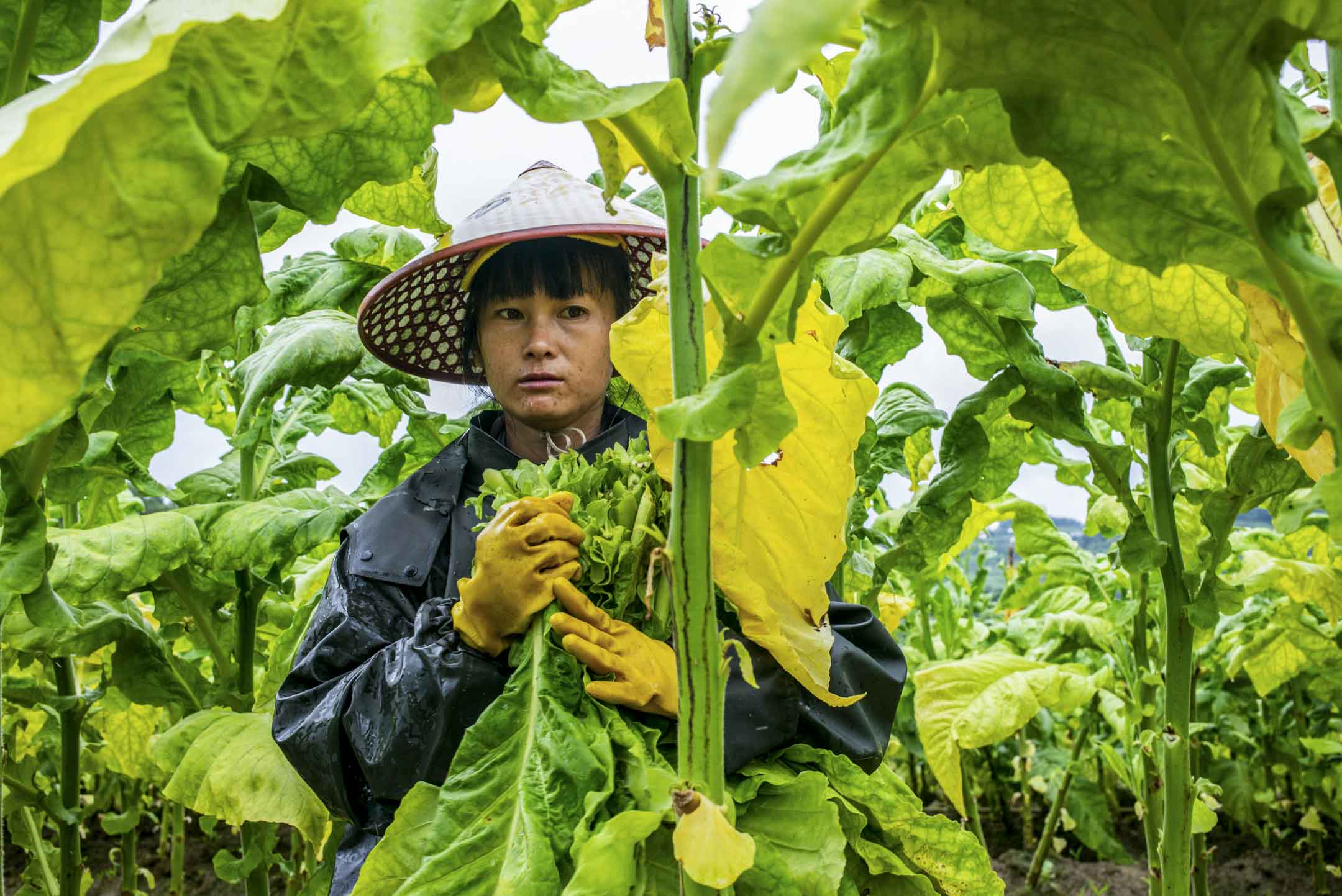 2023年8月11日﹐中國雲南山區中一個煙草種植區,一位年輕的女工人正在採收煙葉。攝:LCT/端傳媒