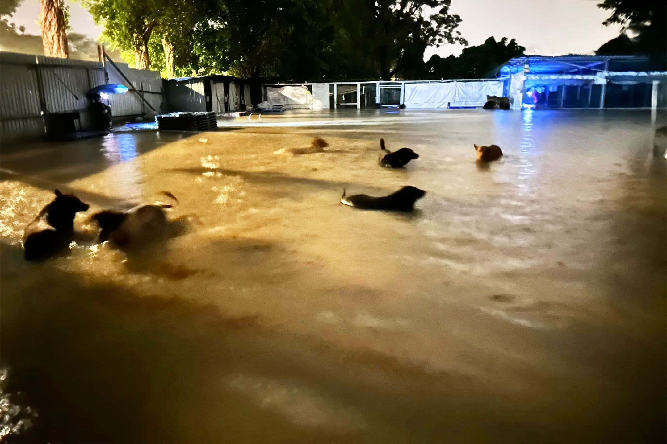 2023年9月9日,北区粉岭坪𪨶非牟利狗场“动物义工猫狗之家”被洪水淹没,多只狗在水面。受访者提供图片