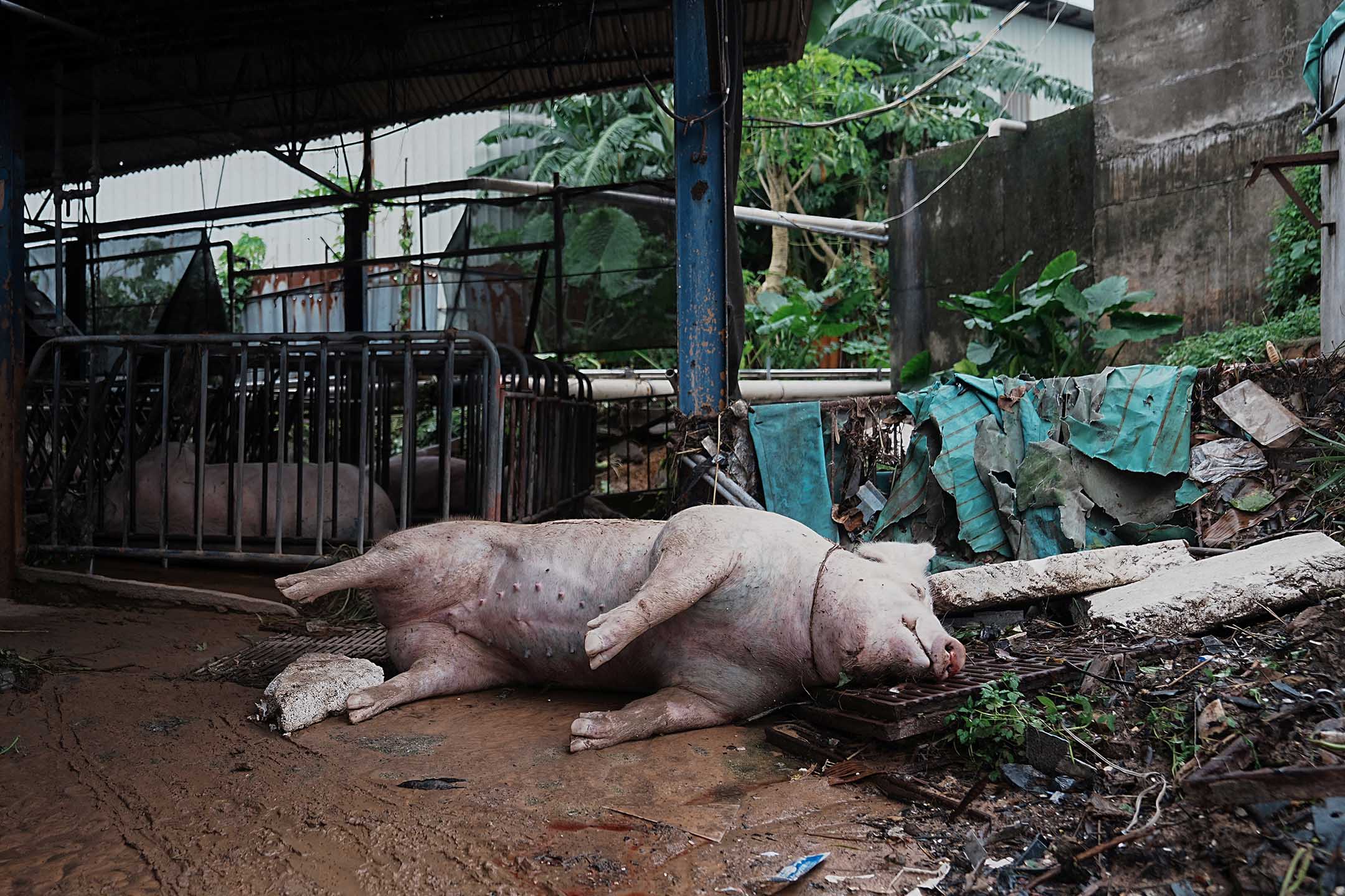2023年9月9日,香港,强降雨导致洪水后,一具猪尸体躺在农场。摄:Lam Yik/Reuters/达志影像
