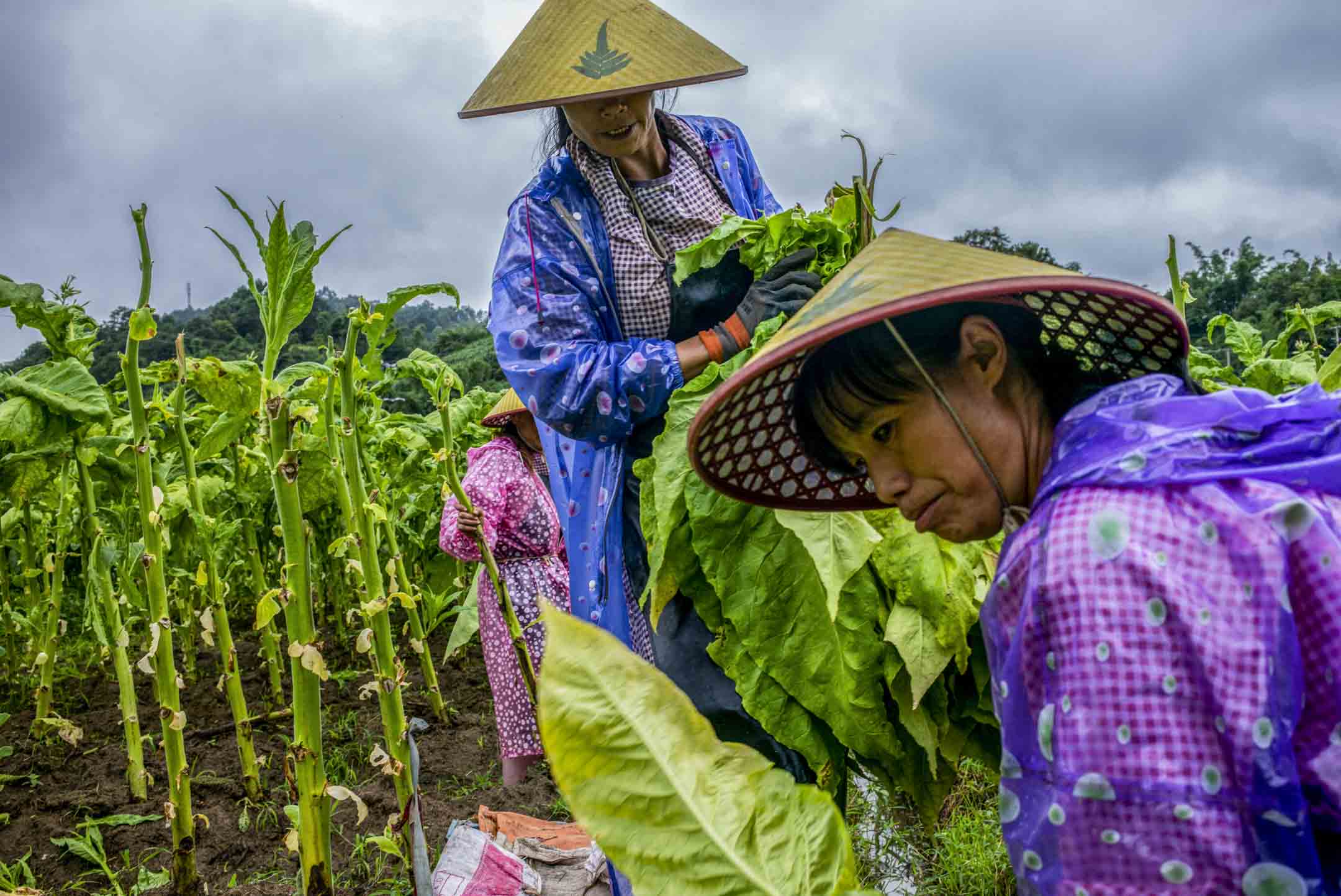 2023年8月11日﹐中國雲南山區中一個煙草種植區,工人們正在密集採收煙葉。攝:LCT/端傳媒