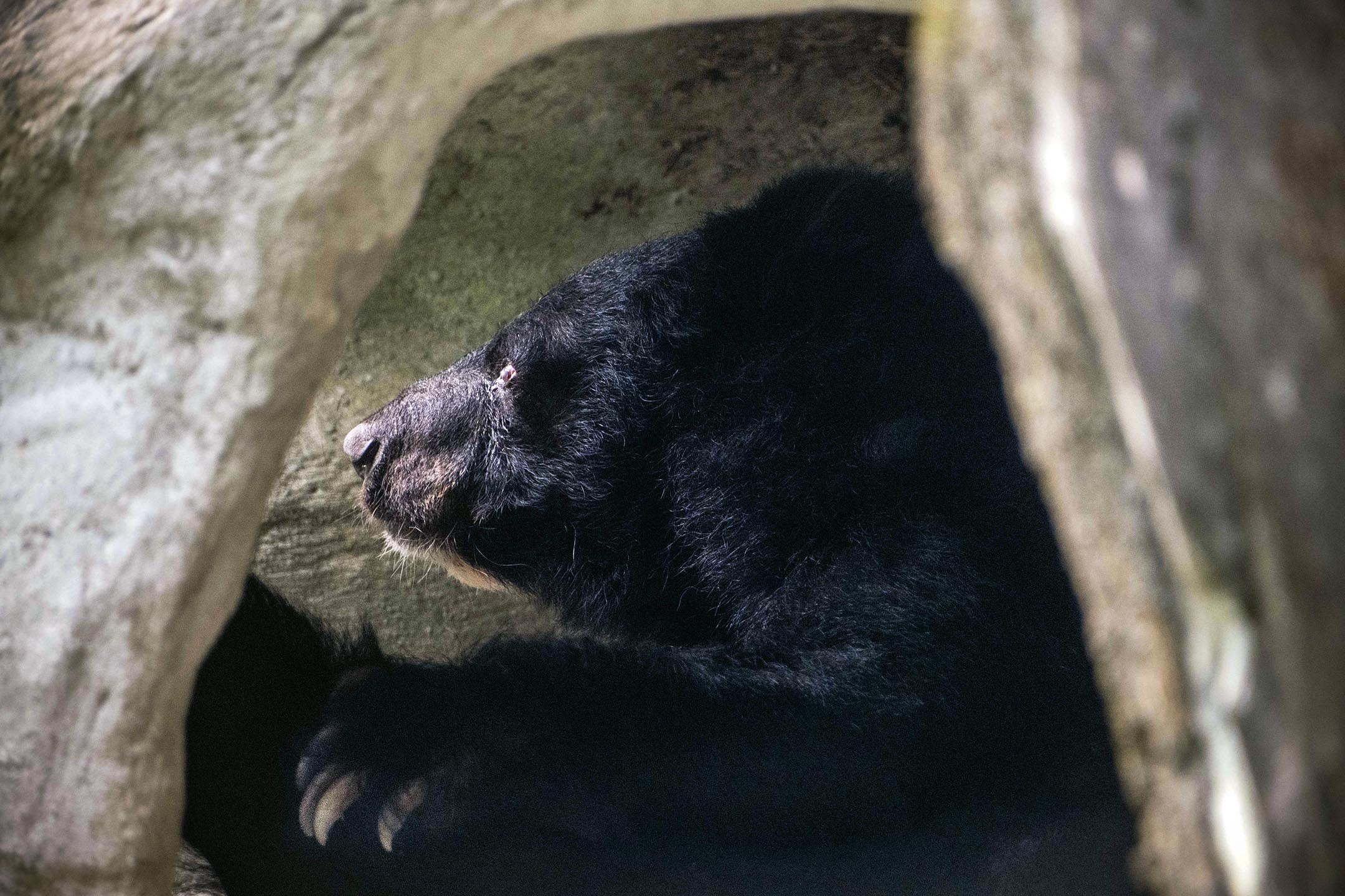 2023年10月23日,臺北市立動物園内的一隻黑熊。攝:陳焯煇/端傳媒