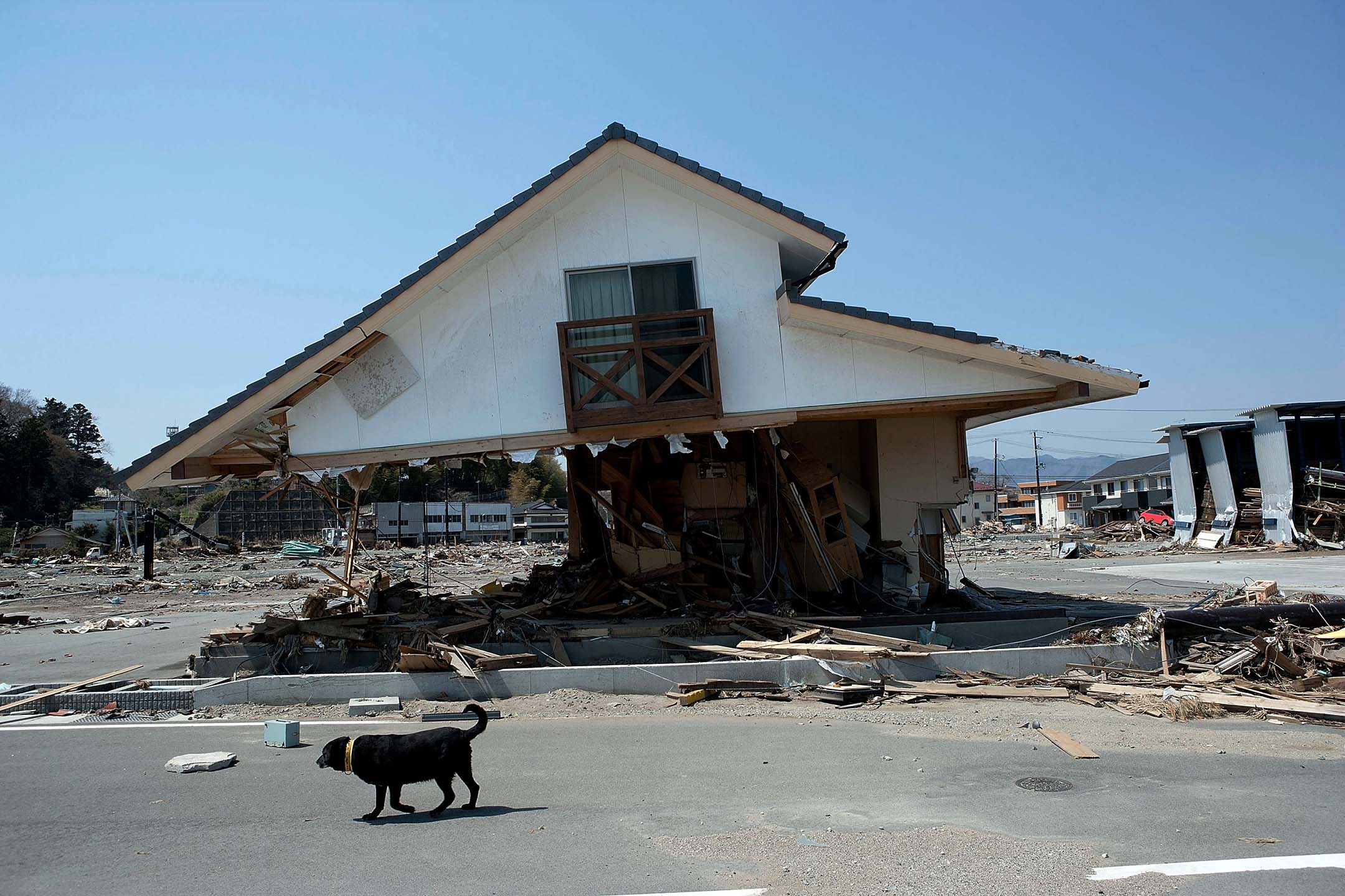 2011年4月15日,日本福島縣富岡市,一隻被遺棄的狗在受損的房子旁散步。攝:Toshifumi Taniuchi/Getty Images