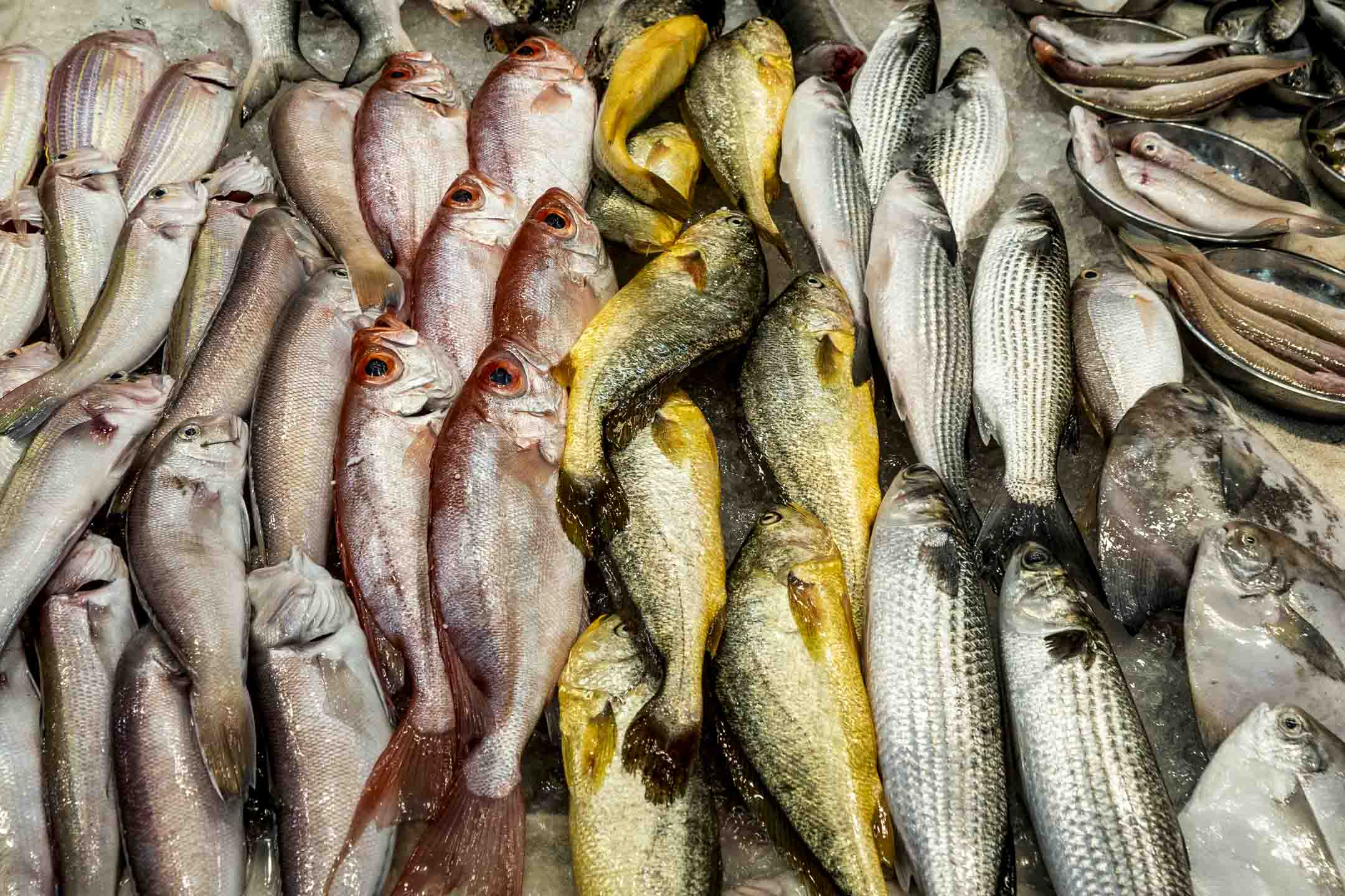 海鮮市場的魚。攝:Matt Hunt/Anadolu Agency via Getty Images