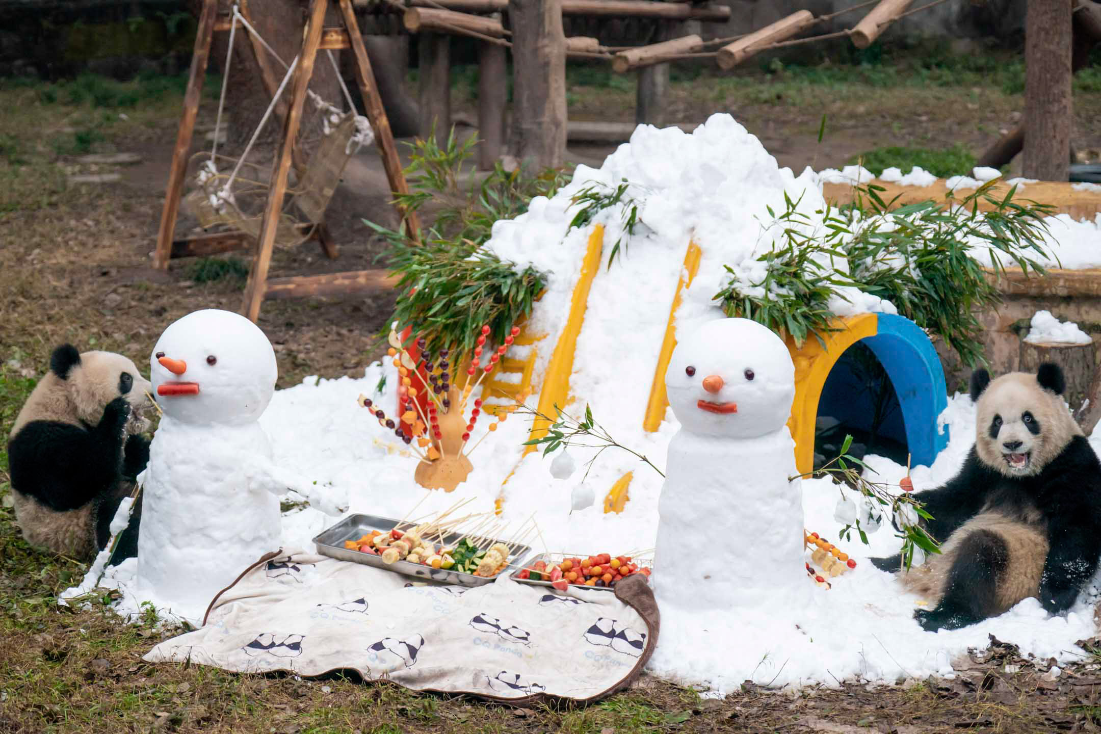 2024年1月1日，中國重慶，兩隻大熊貓在雪人旁邊吃東西。攝：Costfoto/NurPhoto via Getty Images