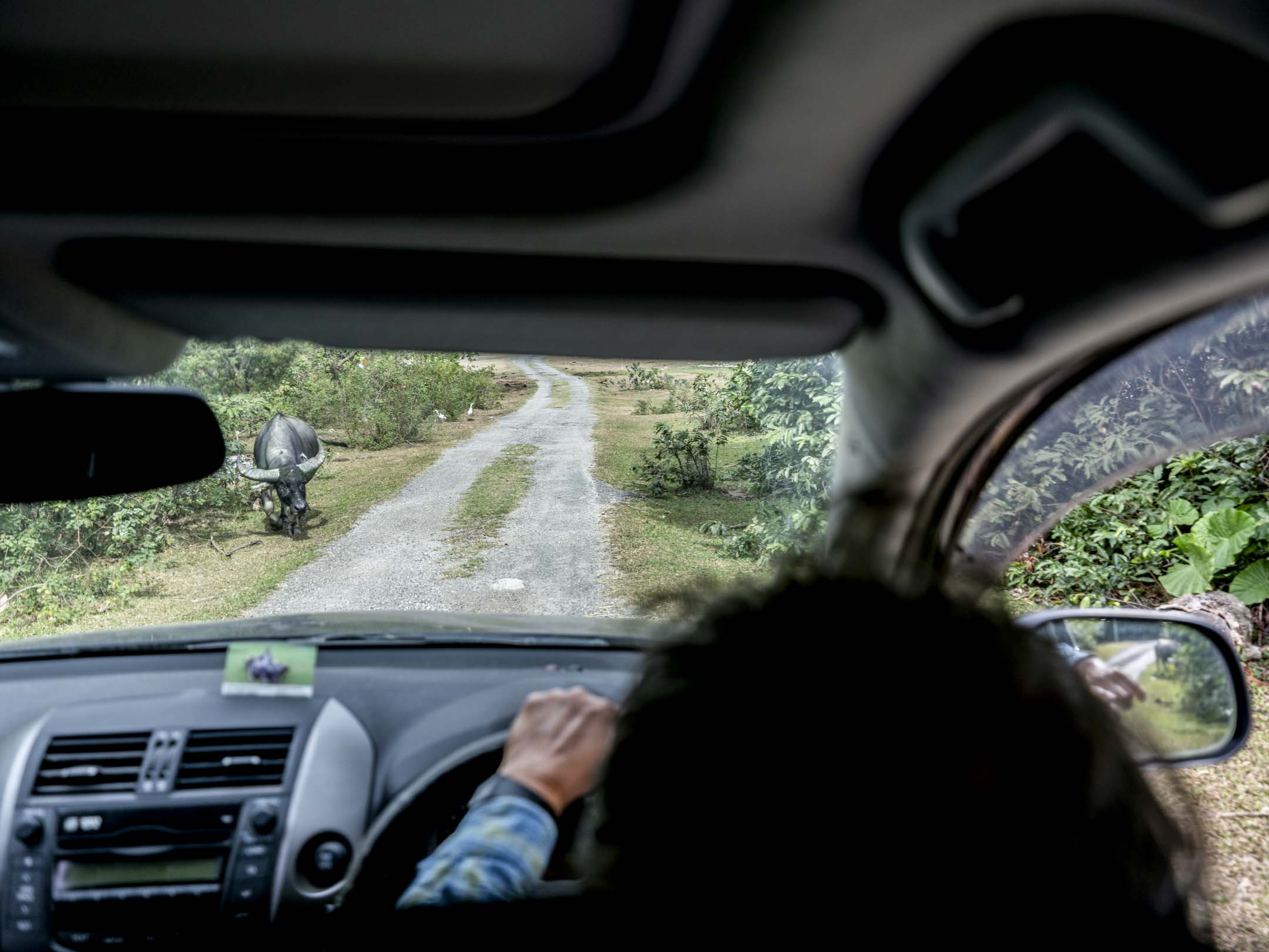 牛媽駕車在貝澳、芝麻灣、水口、分流等地尋找水牛,並餵糧食給牠們。攝:林振東/端傳媒