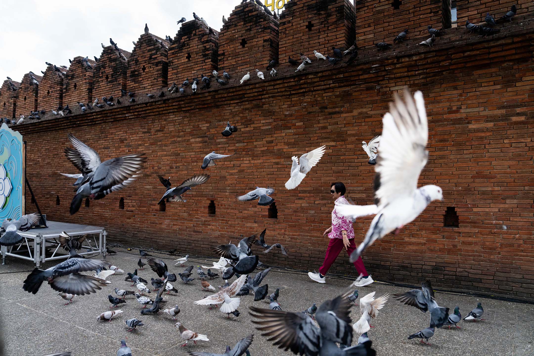 2023年11月23日,泰國清邁,市中心塔佩門的一群鴿子。攝:Matt Hunt/SOPA Images/LightRocket via Getty Images