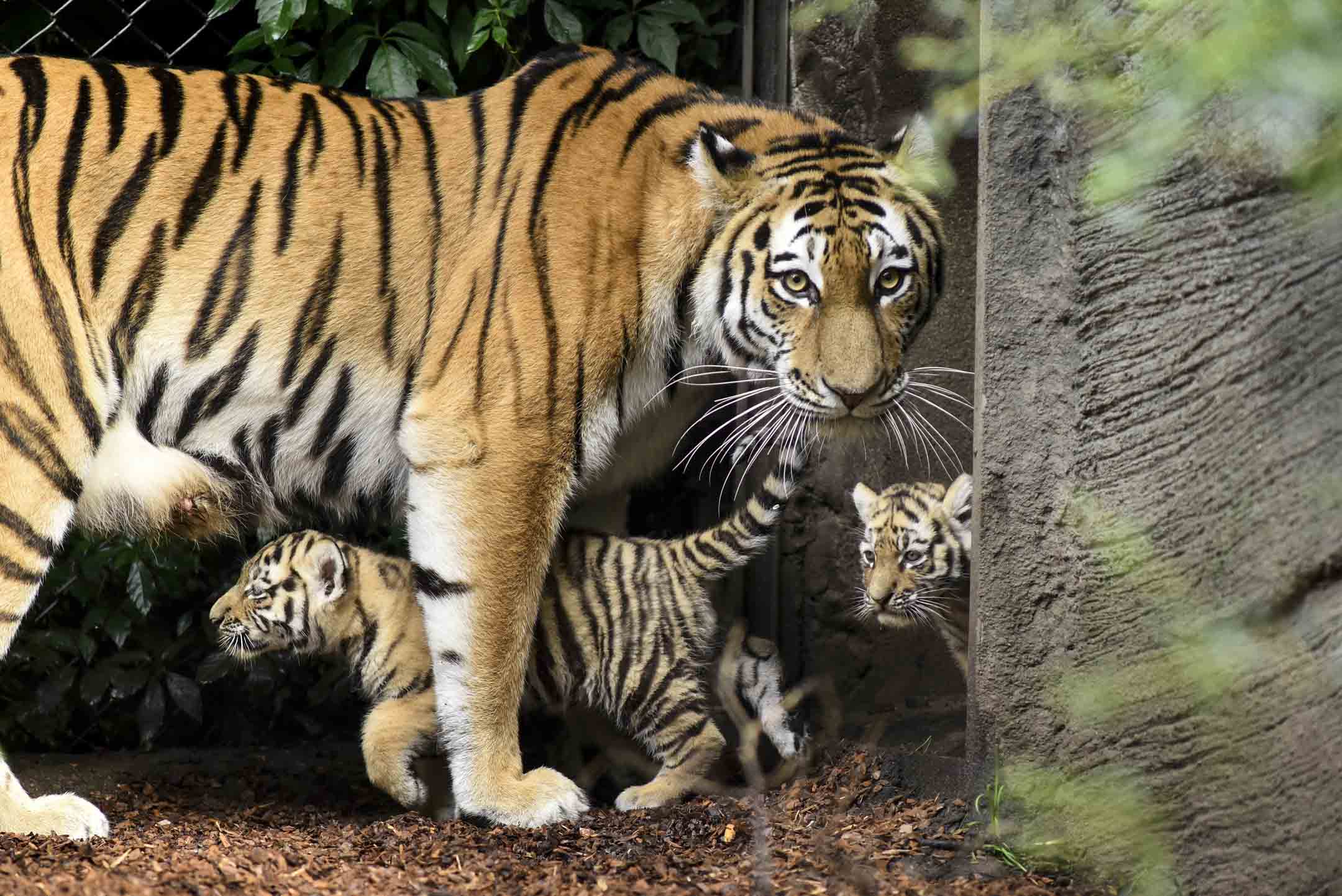 德國漢堡哈根貝克動物園,七週大的新生幼虎與母親一起在動物園裡。攝:Christian Augustin/Getty Images