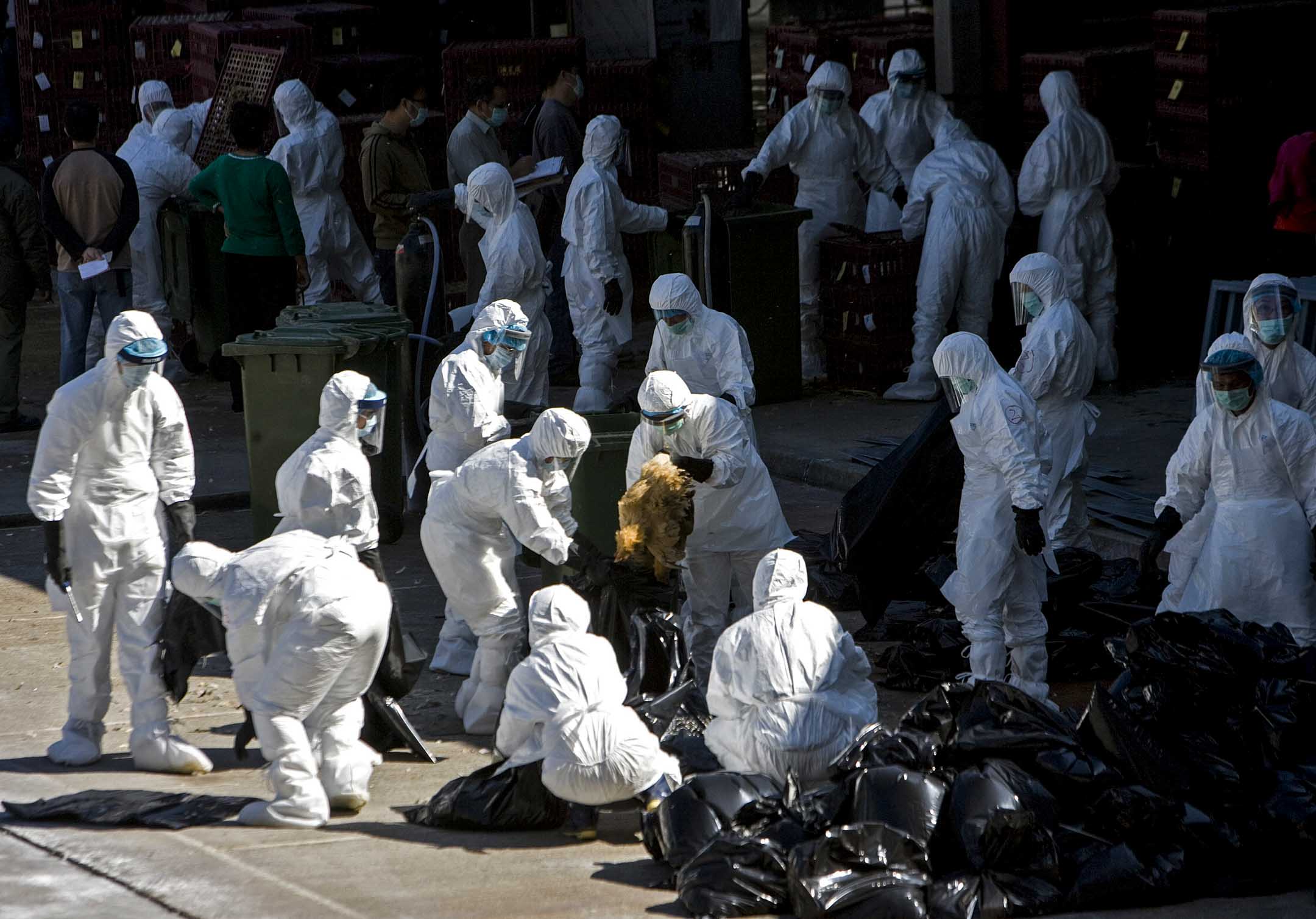 2008年12月10日,香港政府人员在长沙湾批发市场宰杀鸡只。摄:Paul Hilton/Bloomberg via Getty Images