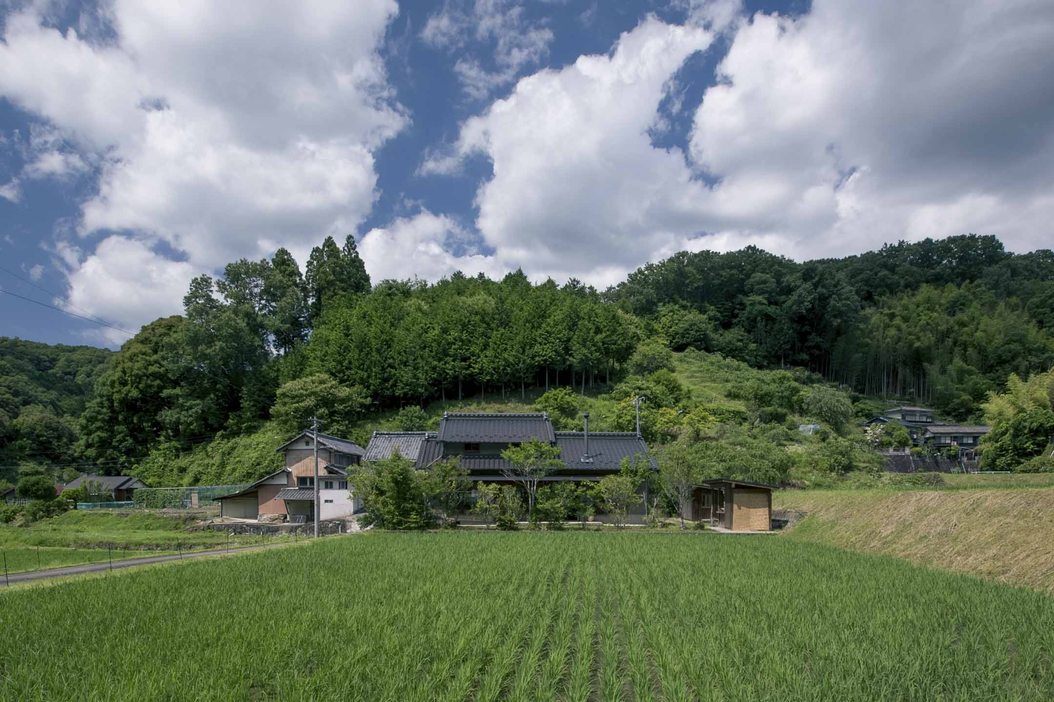 臼井家外的稻田。攝影:東畑賢治