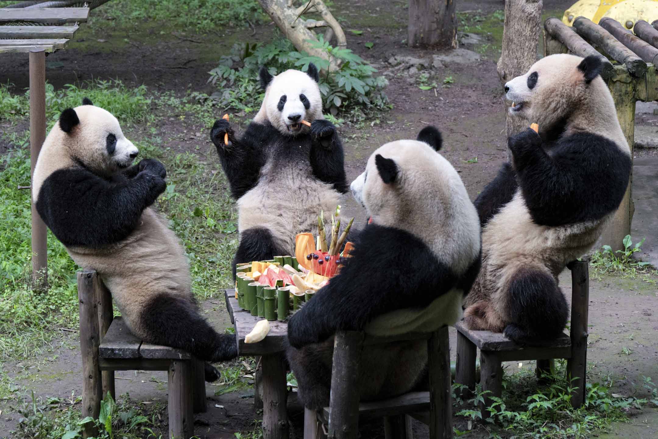 2024年6月23日,中国重庆,两对大熊猫双胞胎在动物园举行的五岁生日派对上享用水果制成的生日蛋糕。摄:Li Hongbo/VCG via Getty Images