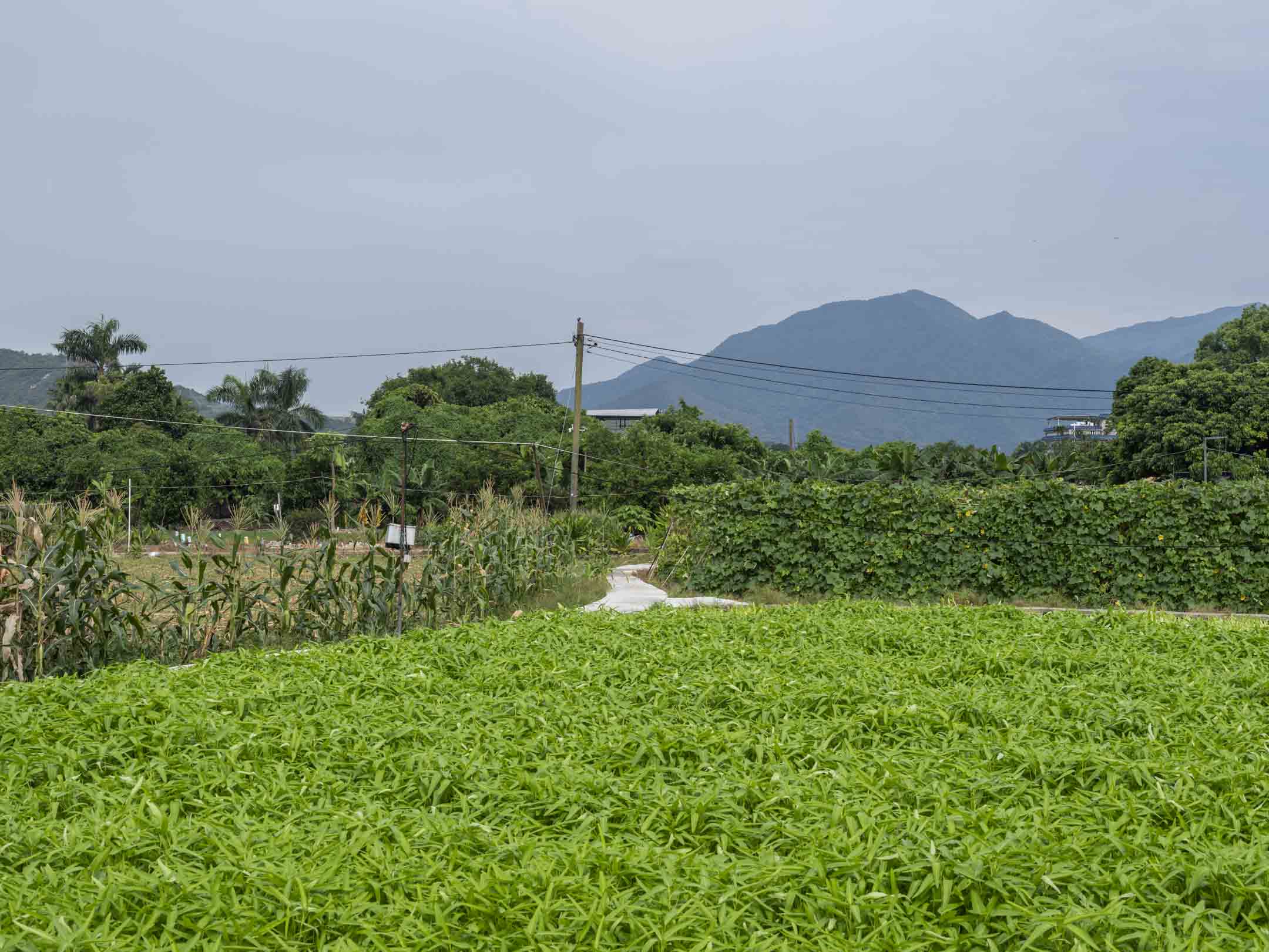 打鼓岭大埔田的一片有几十年历史的活跃耕地。摄:林振东/端传媒