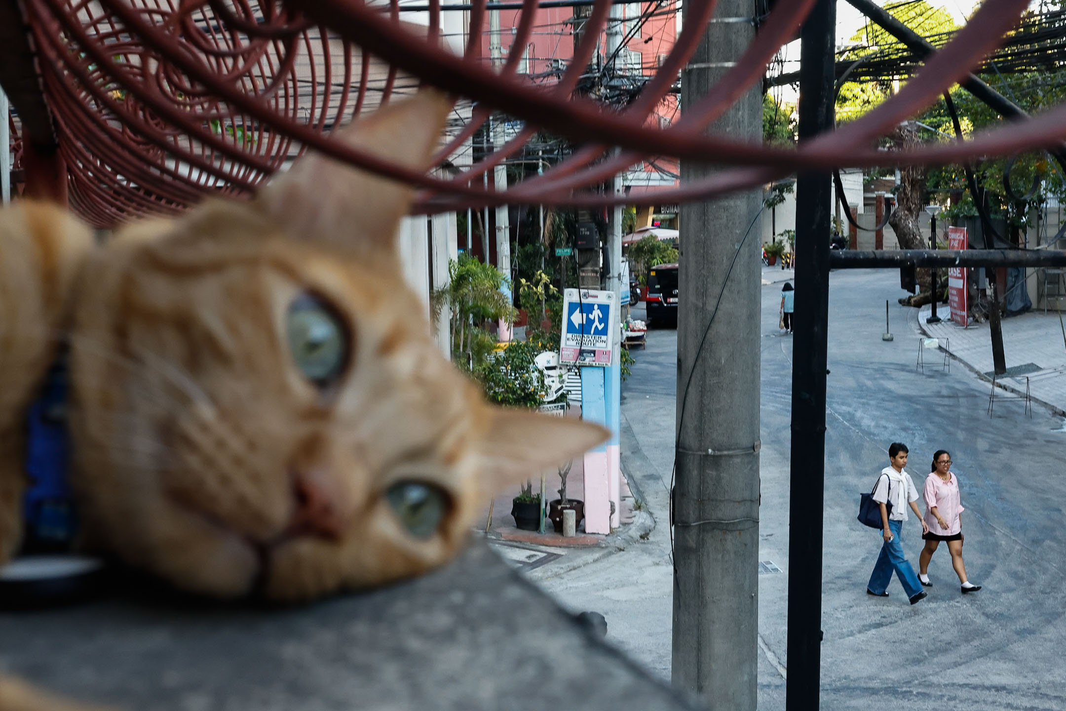 在咖啡店的露台,一只猫在看马尼拉风景。摄:Daniel Ceng/端传媒