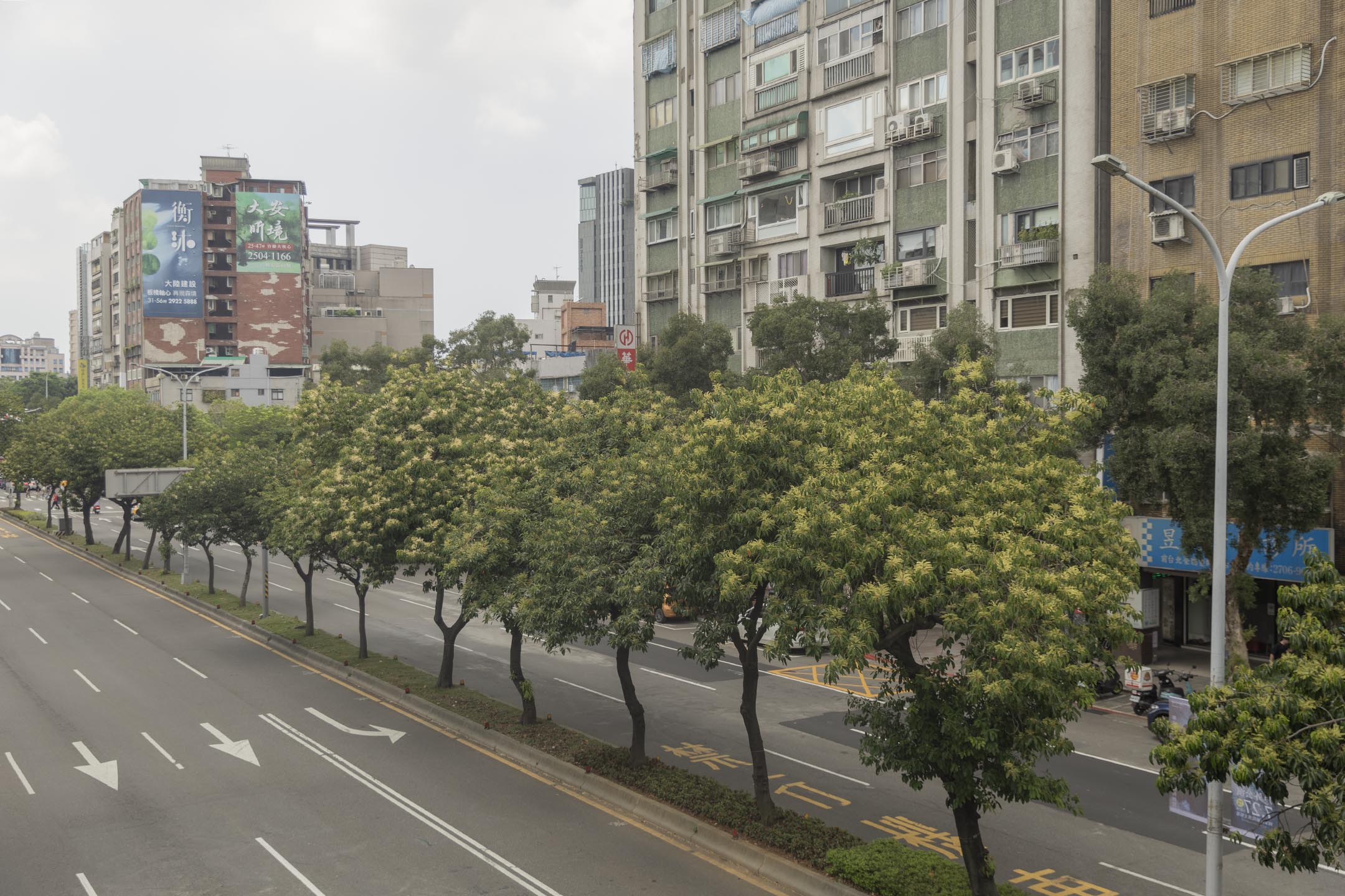 2024年7月28日,台北的行道树。摄:陈焯煇/端传媒