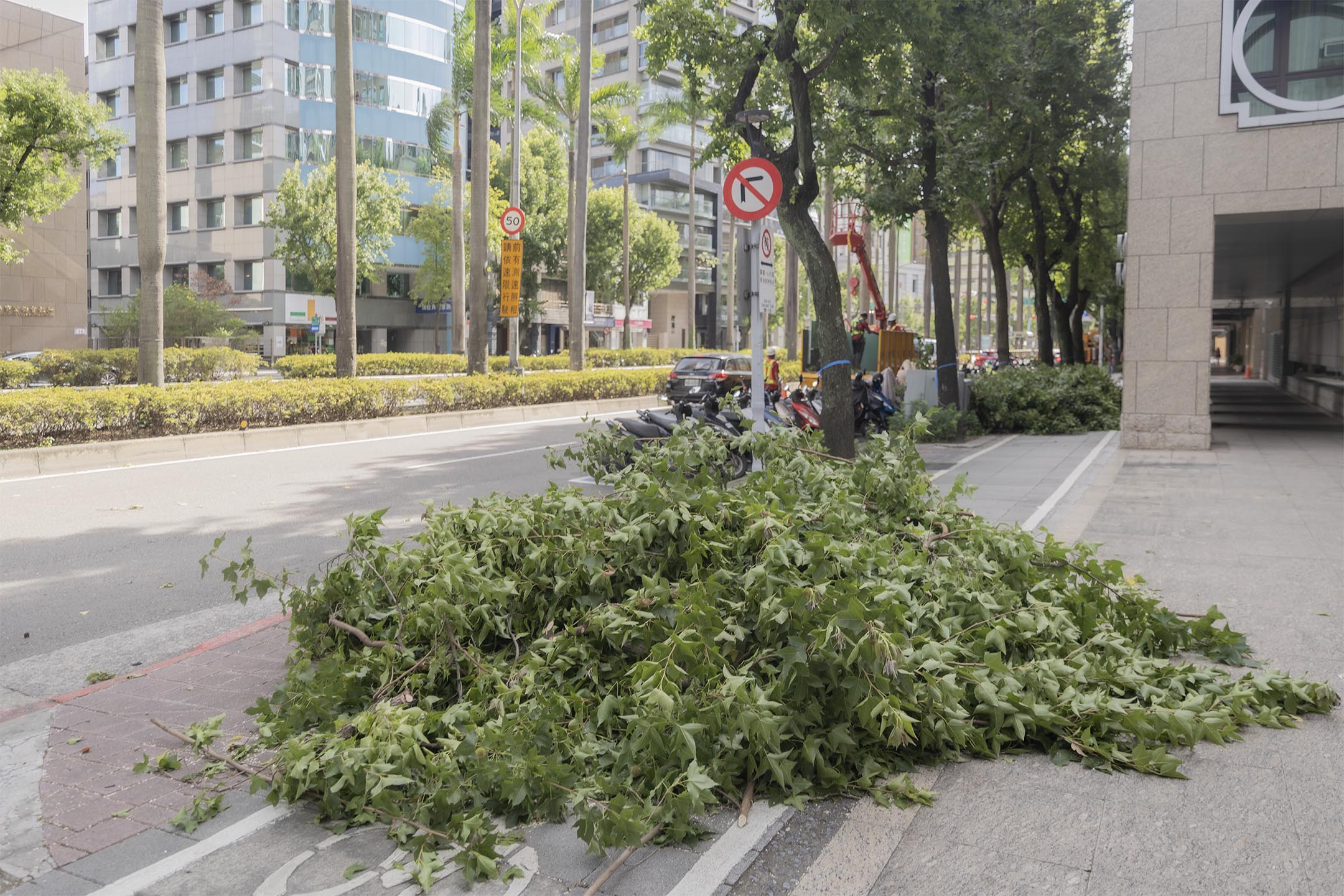 2024年7月15日,台北的行道树被修剪后,留下的枝叶。摄:陈焯煇/端传媒