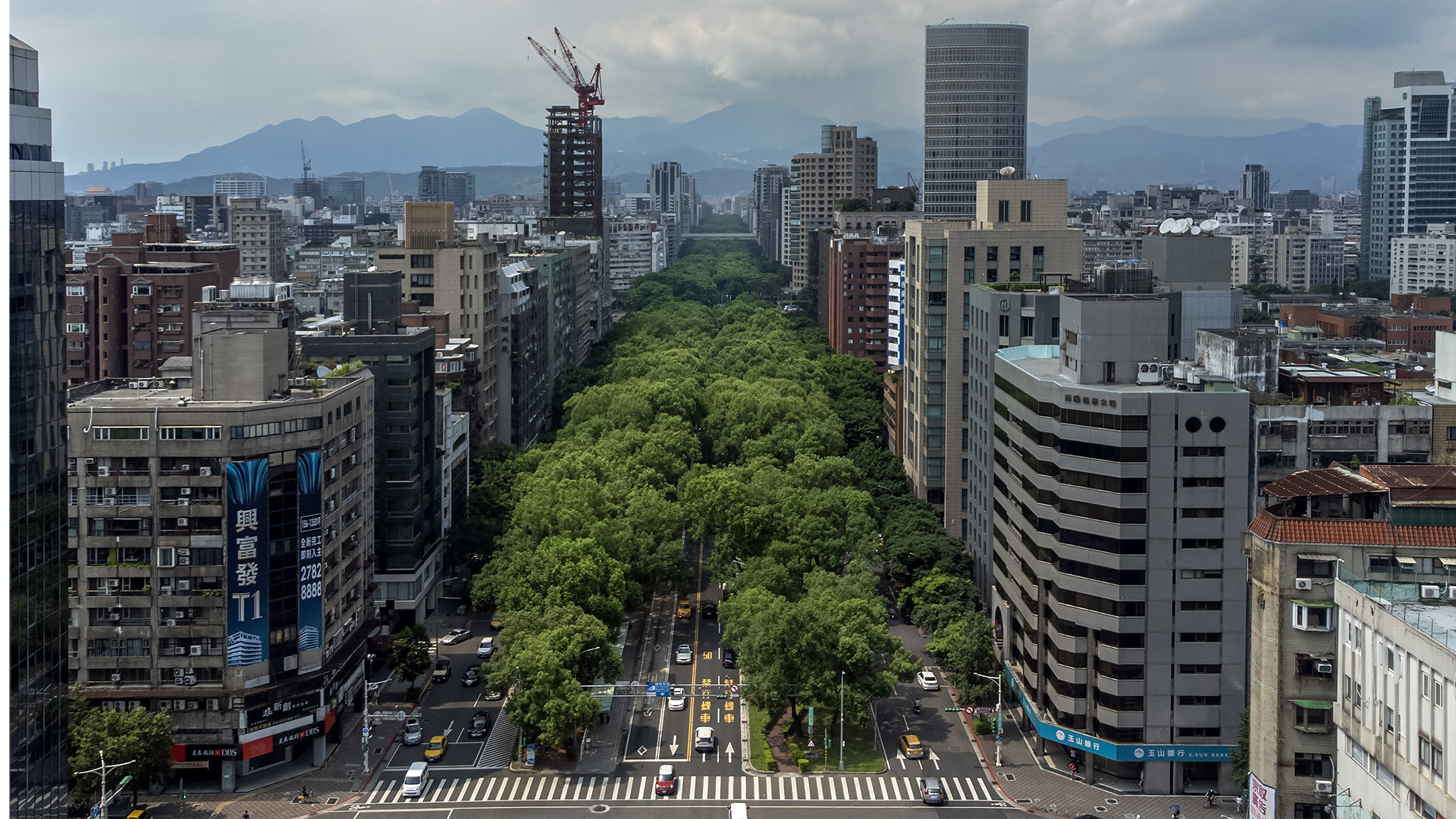 2024年7月18日,台北的行道树。摄:陈焯煇/端传媒