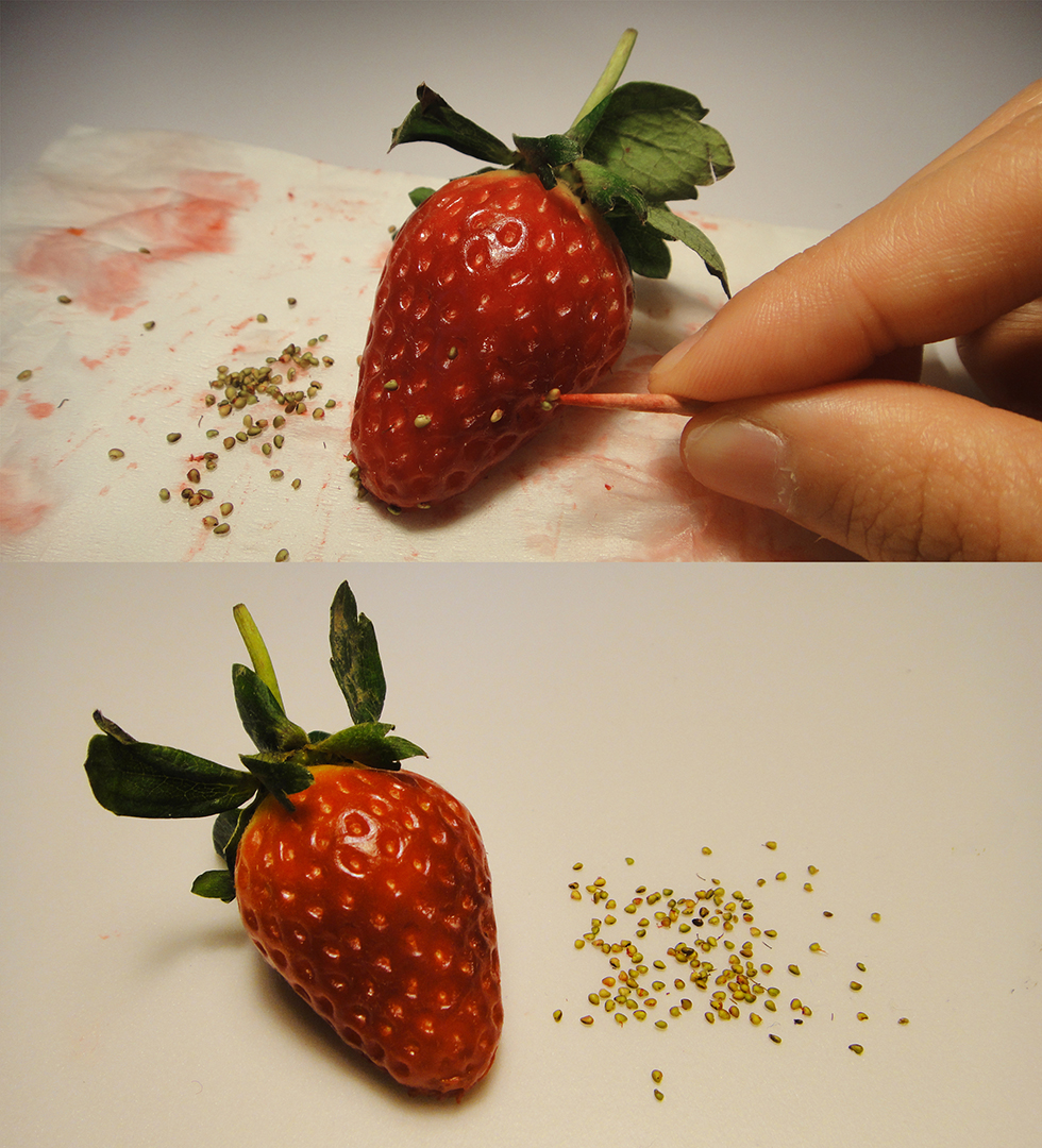麥影彤的畢業作品《絕育》(2013),整個作品是一點點把草莓的種子挑出來。圖片由麥影彤提供