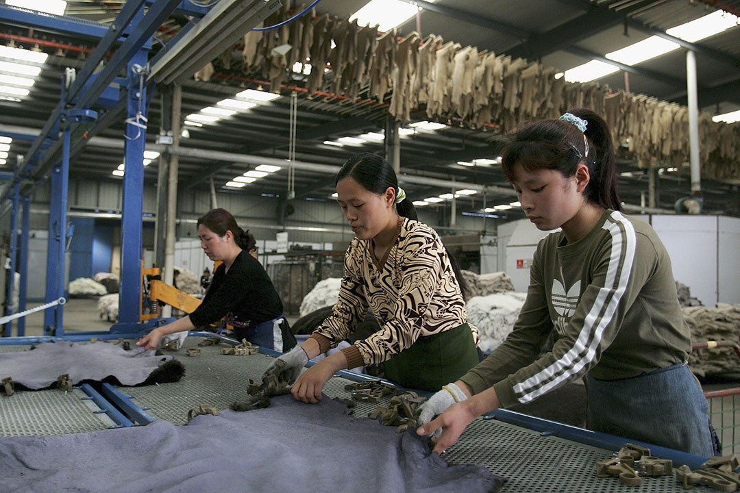 女工在中国河南省焦作市 的 皮草厂内工作。摄:Guang Niu/GETTY