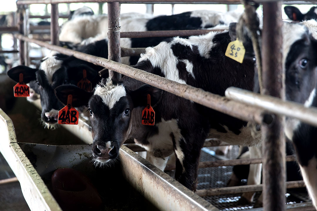 小牛從出生到兩歲產乳前是飼育關鍵期,胃容量和體態將決定未來的泌乳能力。攝:張國耀/端傳媒