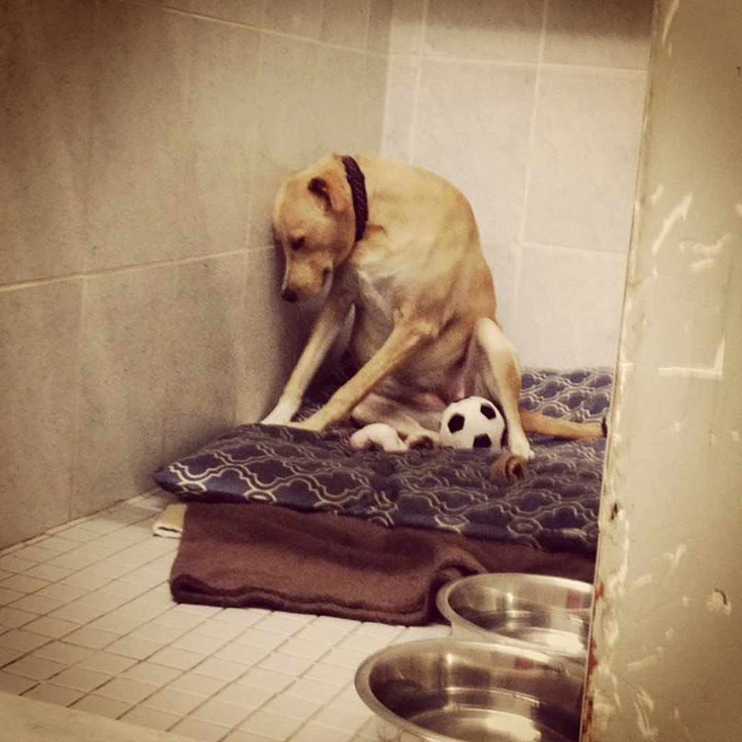 牠就是小狗Lana,“the saddest dog in the world”(世上最哀傷的狗)。圖:Rescue Dogs Match Facebook圖片