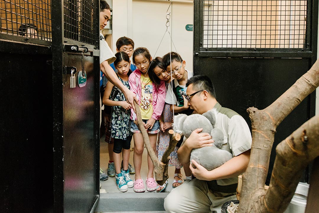 Vincent哥哥帶孩子走進幕後之旅,看樹熊的起居室,了解護理員如何替樹熊量體重,真箇大開眼界。攝: Lit Ma /端傳媒